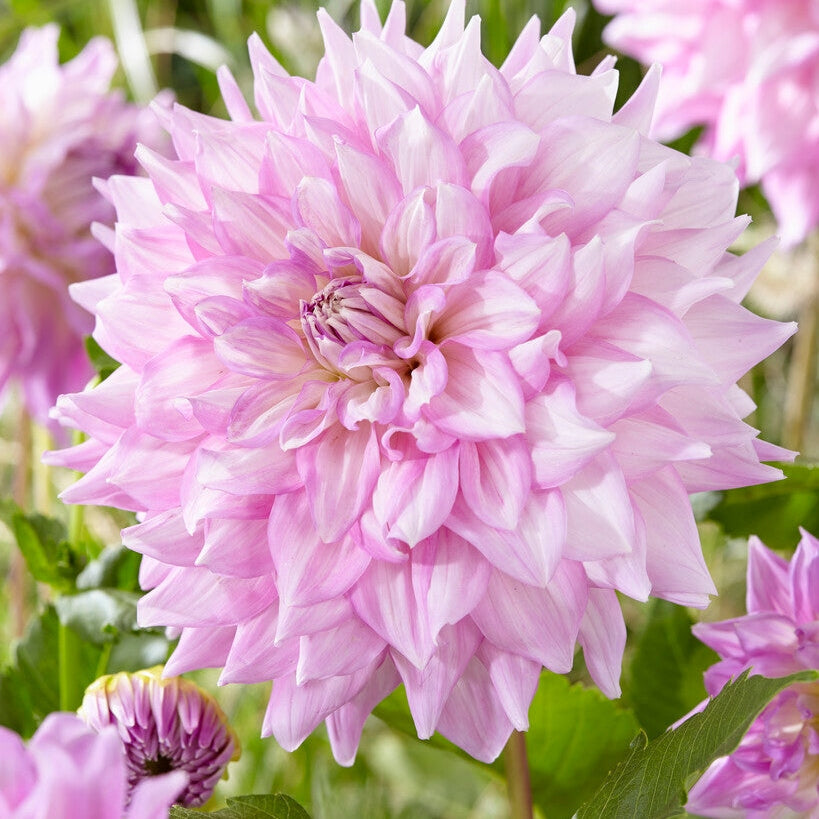 Dahlia Dekorativ Arabian Night 1-pakke